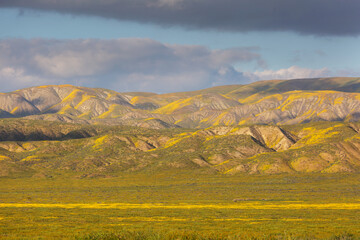 Obraz premium Carrizo