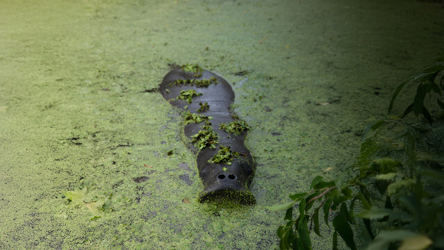 View of a manatee partially submerged in a pond covered with green duckweed and aquatic plants in Georgetown, Guyana.