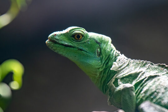 Green basilisk lizard close up photo