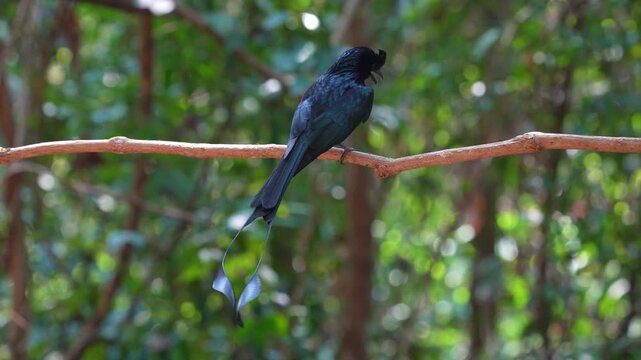 Greater Racket-tailed Drongo on branch bird watching in natural habitats in the forest.
