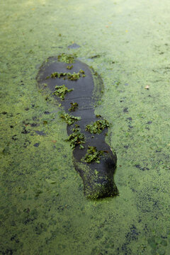 View of a manatee partially submerged in a pond covered with green duckweed in Georgetown, Guyana.