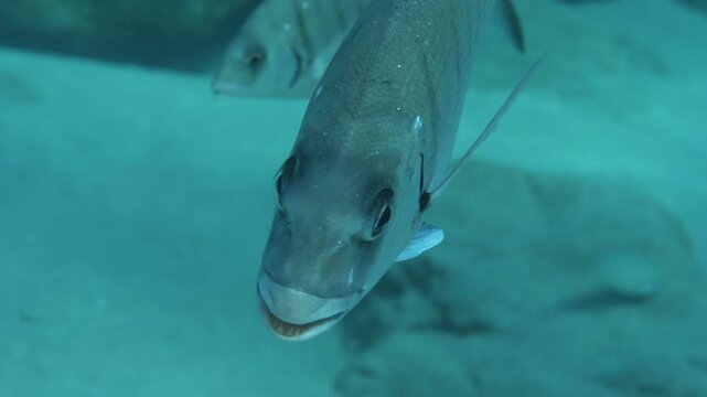 underwater fish scenery from mediterranean  sea breams ocean scenery underwater landscape seabreams  Diplodus sargus