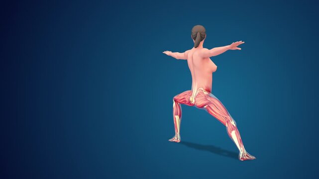 3D human Virabhadrasana_II Variation extended warrior yoga pose on blue background, loopable