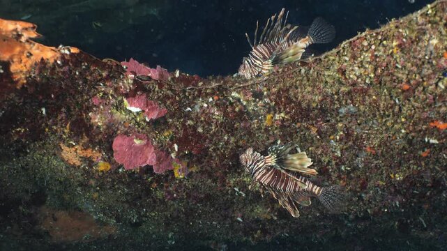 lionfish reflection on an air space underwater strange wiev