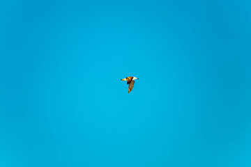 Fototapeta premium Larus marinus, great black-backed gull, in flight on a sunny winter day