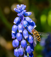 Close up of a marmalade hoverfly (Episyrphus balteatus) on a grape hyacinth flower spike (Muscari) © Graham