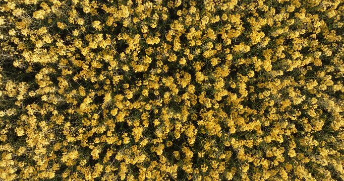 Aerial view yellow sunflower field blooming top down. Summer agriculture floral pattern background. Drone photography farm land harvesting season. Bright natural texture rural landscape scenery.