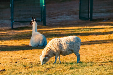 Fototapeta premium Lama glama, llama, and a sheep on a sunny winter day near Waldwipfelweg amusement park, Saint Englmar, Straubing, Bogen, Bavarian forest, Bavaria, Germany