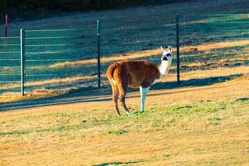 Fototapeta premium Lama glama, llama, on a sunny winter day near Waldwipfelweg amusement park, Saint Englmar, Straubing, Bogen, Bavarian forest, Bavaria, Germany