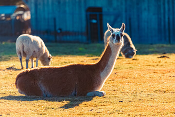 Fototapeta premium Lama glama, llama, and a sheep on a sunny winter day near Waldwipfelweg amusement park, Saint Englmar, Straubing, Bogen, Bavarian forest, Bavaria, Germany