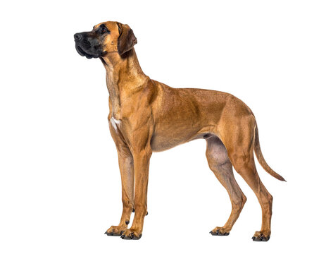 Canine boxer-leaned great dane mix standing alert, muscular brown coat, black muzzle silhouette