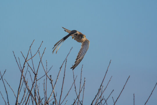Turmfalke