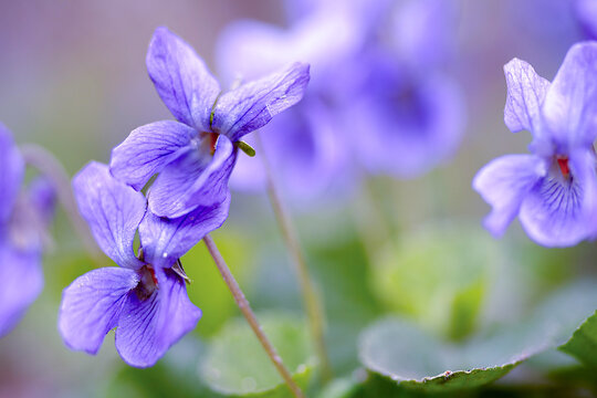 Purple sweet violets blooming in spring forest floor