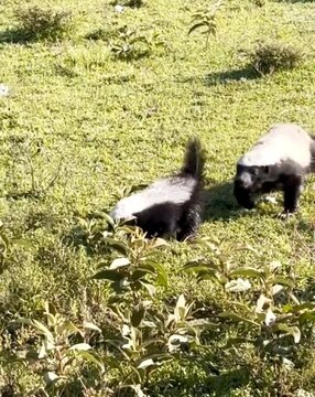 Honey badger 