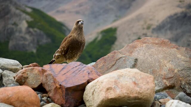 Majestic hawk perched on colorful rocks in the rugged mountains of Patagonia, showcasing wild nature and bird watching in South American landscapes during a sunny day