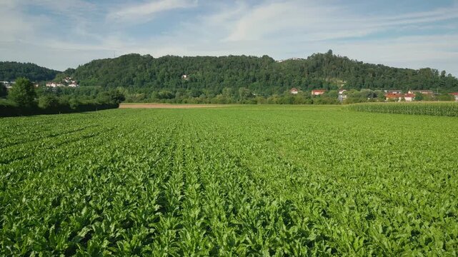 Green agriculture field with beetroot plants growing in rows in spring, aerial
