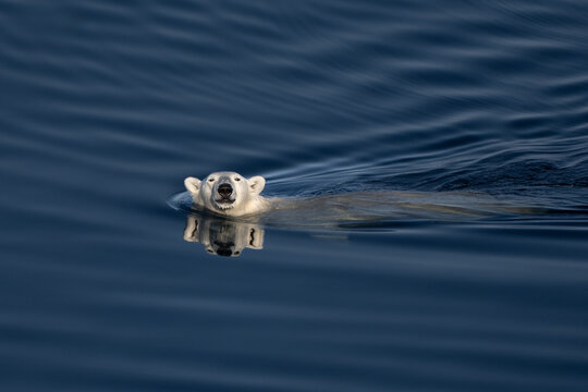 View of a polar bear swimming in the deep blue arctic waters with its head reflected on the surface Greenland.