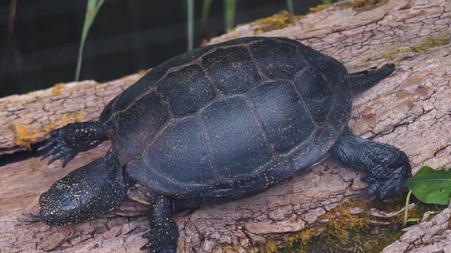 Close up of a black water turtle moving across a tree log on a sunny spring day