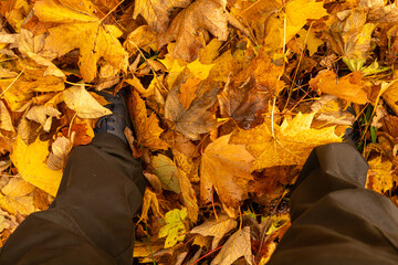 autumn leaves in the park
