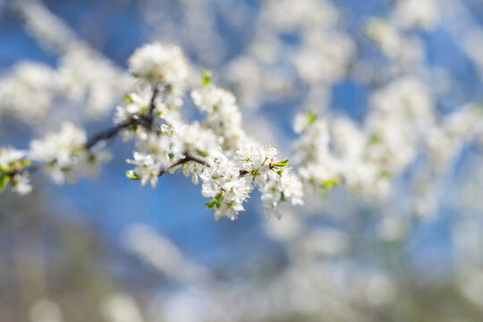 hawthorn or may tree flowers, shallow depth of field and blurred background