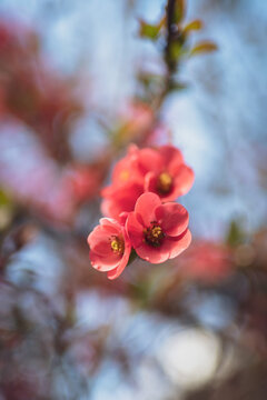 Springtime flowers japanese quince or chaenomeles japonica. Shallow depth of field