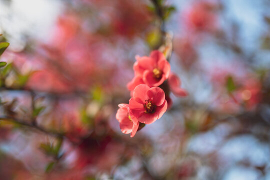 Springtime flowers japanese quince or chaenomeles japonica. Shallow depth of field