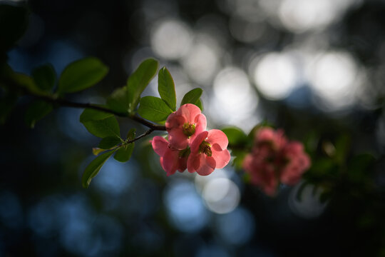 Springtime flowers japanese quince or chaenomeles japonica. Dark style. Shallow depth of field