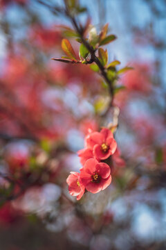 Springtime flowers japanese quince or chaenomeles japonica. Shallow depth of field