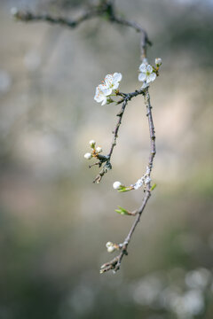 hawthorn or may tree flowers, shallow depth of field and blurred background
