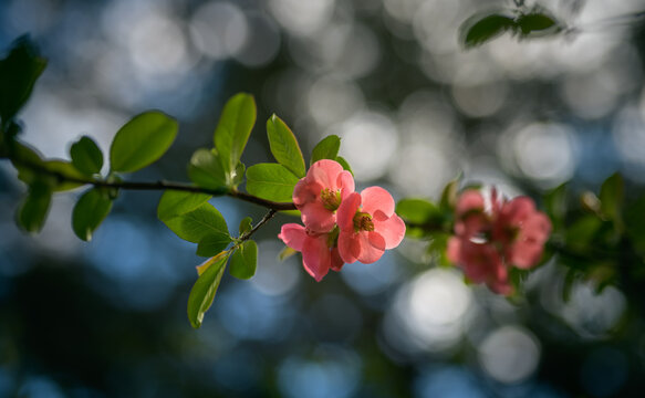 Springtime flowers japanese quince or chaenomeles japonica. Dark style. Shallow depth of field