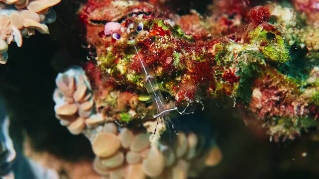 A mesmerizing close up shot of a transparent cleaner shrimp, possibly a Pederson Cleaner Shrimp or similar species, gracefully moving on a vibrant coral reef in Red Sea.