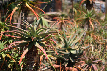 Obraz premium Beautiful plant in the botanical garden in Zagreb, Croatia. Selective focus.