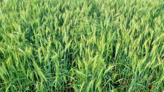 Close view of green wheat crop in countryside, showing unripe wheat ears growing thick in agricultural field before harvesting season.