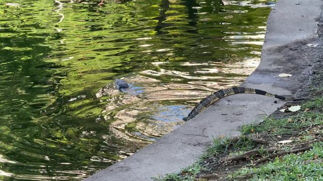 Asian Water Monitor Lizard Walking in the Grass