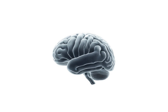 Human brain anatomy illustrating central nervous system