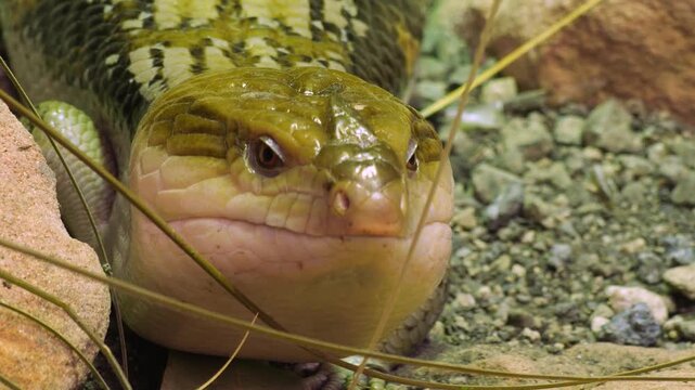Close view of a blue-tongued skink lizard head  slowly walking around the ground on a cloudy day