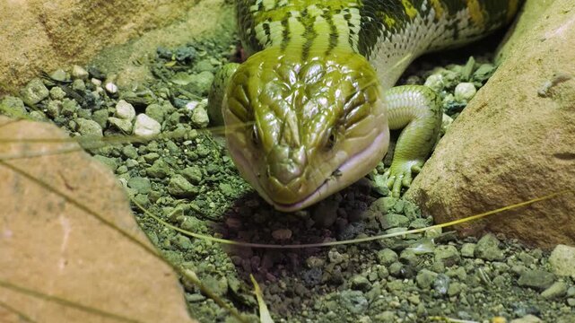 Close view of a blue-tongued skink lizard head  slowly walking around the ground on a cloudy day