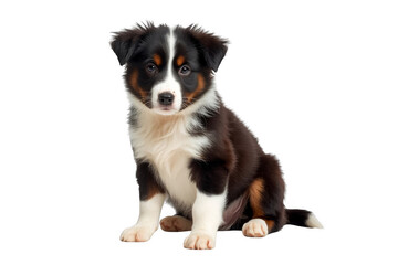 Fototapeta premium Australian shepherd puppy sitting with transparent background