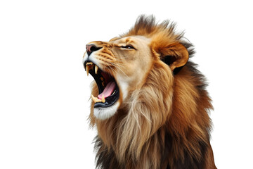 Fototapeta premium Lion roaring with open mouth showing fangs