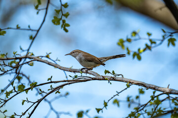 Obraz premium Bewick's Wren Bird