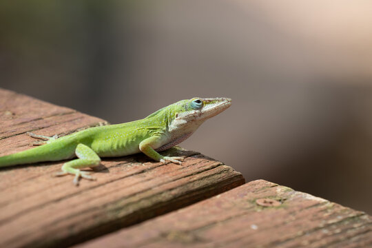 Dactyloidae Images – Browse 8,221 Stock Photos, Vectors, and Video