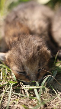 Cute Baby Fox Fox Cub in Nature Adorable Wildlife Moments