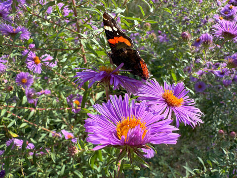Butterfly on aster flower. 