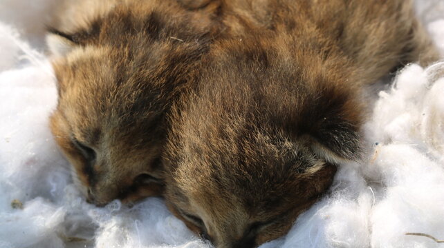 Cute Baby Fox Fox Cub in Nature Adorable Wildlife Moments