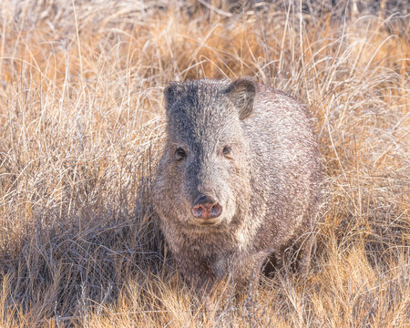 A Collared peccary, also known as a javelina, blends in with the environment.