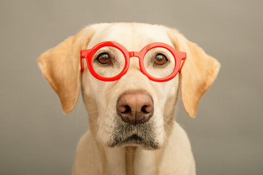 Close-up portrait of a yellow labrador retriever dog wearing a pair of round red glasses
