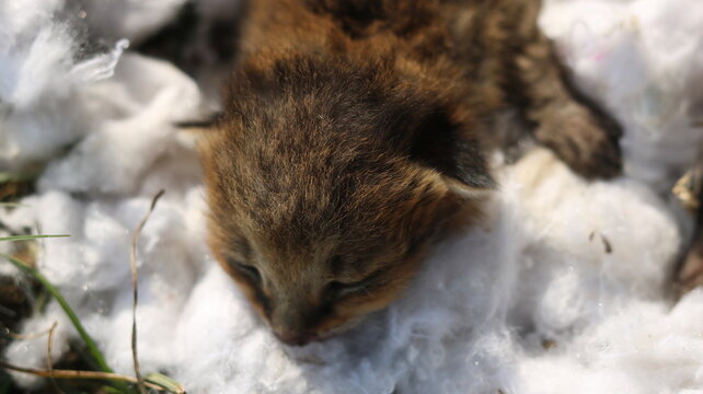Cute Baby Fox Fox Cub in Nature Adorable Wildlife Moments