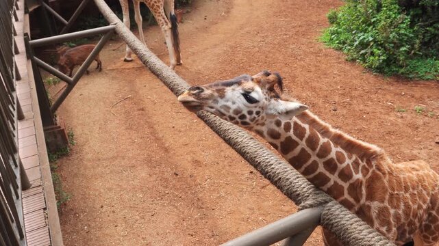 Close up tourist visitors feed an endangered Rothschild giraffe from a platform at the Nairobi Giraffe Center. Authentic wildlife conservation encounter in Kenya