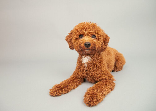 Portrait of a micro goldendoodle lying down in front of a grey background