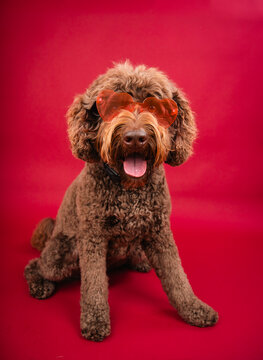 Portrait of a brown aussiedoodle wearing heart shaped glasses sitting in front of a red background
